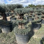 Olivovník európsky (Olea europaea) ´ARBEQUINA´ - výška 100-120 cm, kont. C130L - PONPON (-12°C)